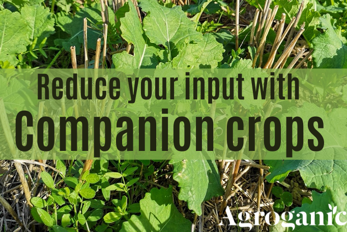 companion crops and regenerative agriculture