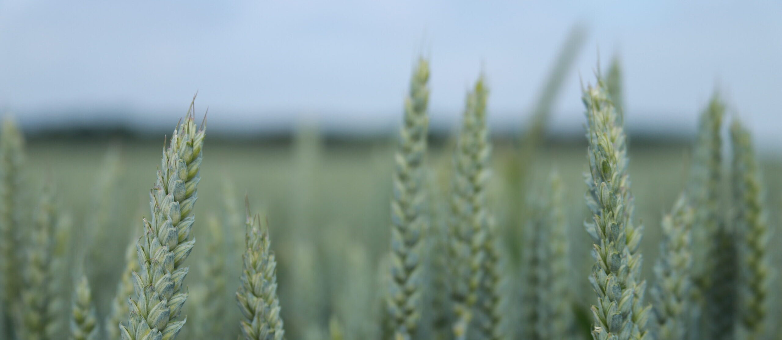 rye