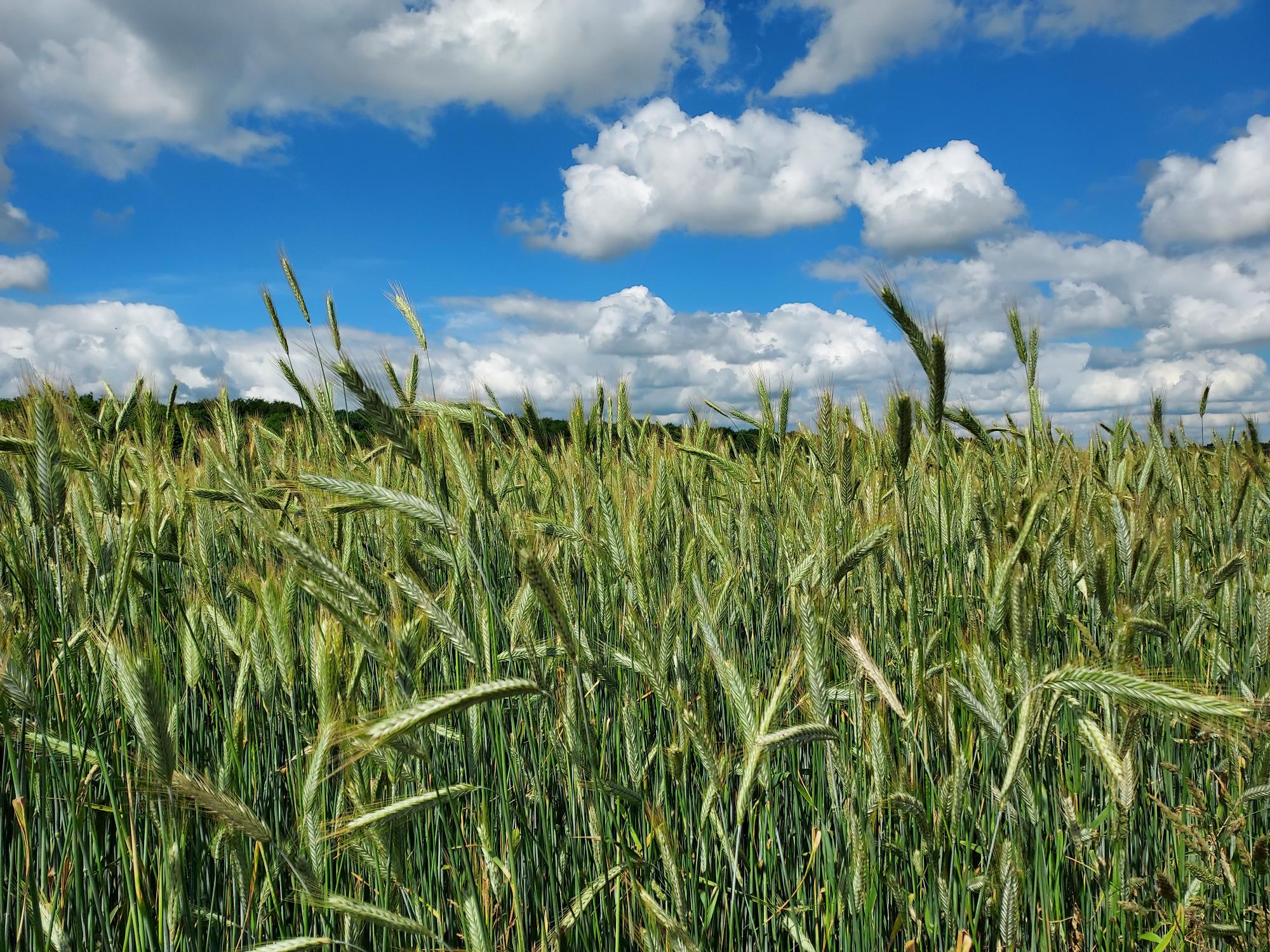 Companion crops can help reduce your input | Agroganic