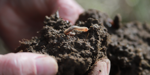 latest news from the fields
