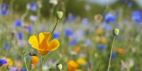 latest news from the fields
